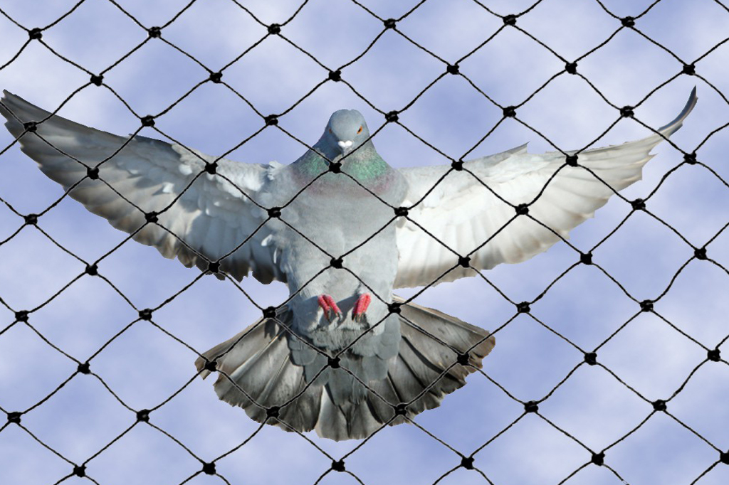 Bird Netting Services