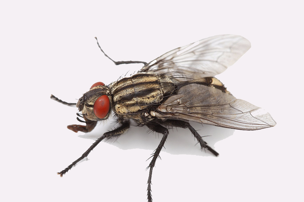 Fly Control Services in Patna, Bihar India