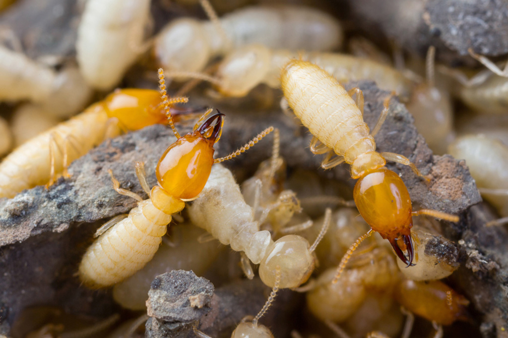 Pre construction termite control services treatment in Patna, Bihar