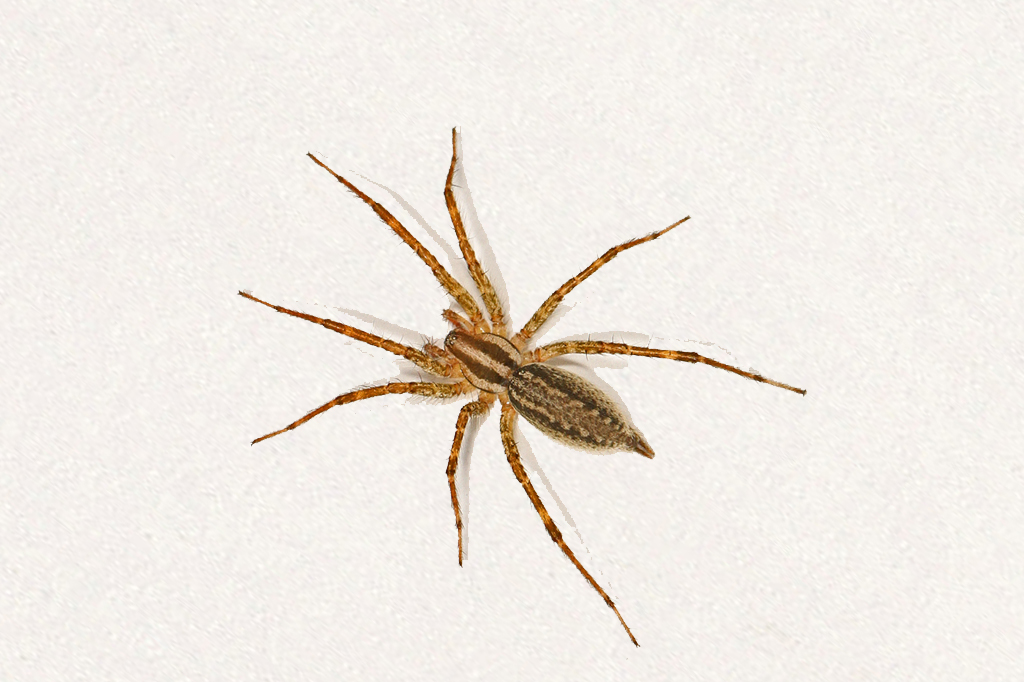 Spider Control Services in Patna, Bihar