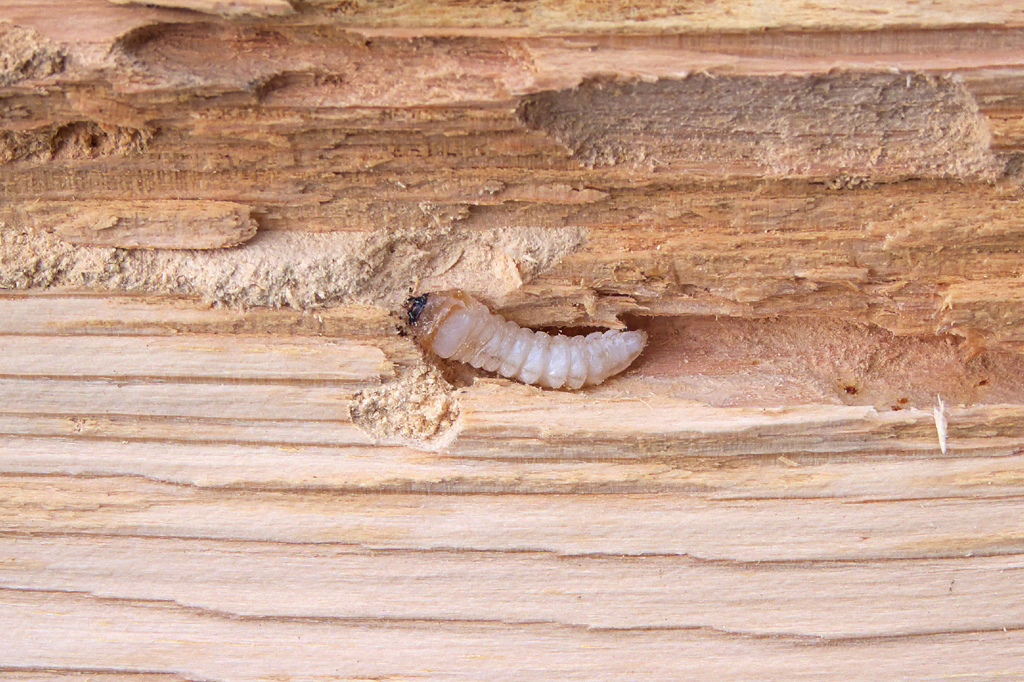 Wood Borer Control Services in Patna, Bihar